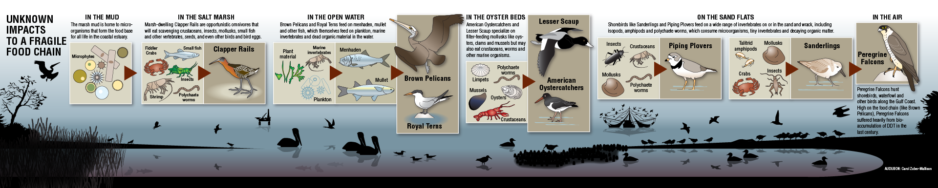Audubon infographic showing bird species affected by Deepwater Horizon oil spill